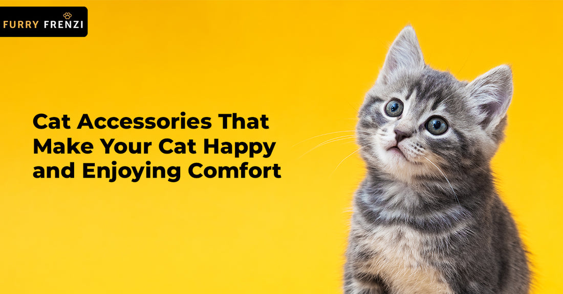 Cat Accessories That Make Your Cat Happy and Enjoying Comfort