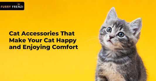 Cat Accessories That Make Your Cat Happy and Enjoying Comfort