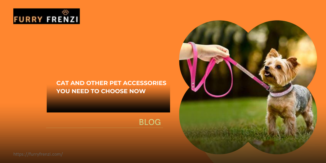 Cat and Other Pet Accessories You Need to Choose Now